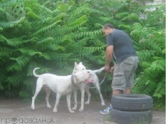 DOGO ARGENTINO