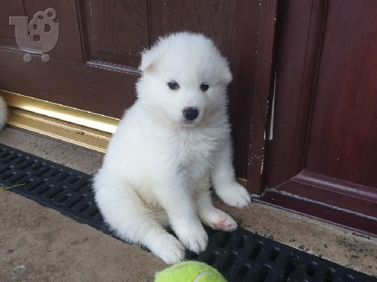 Αξιολάτρευτα κουτάβια samoyed προς πώληση