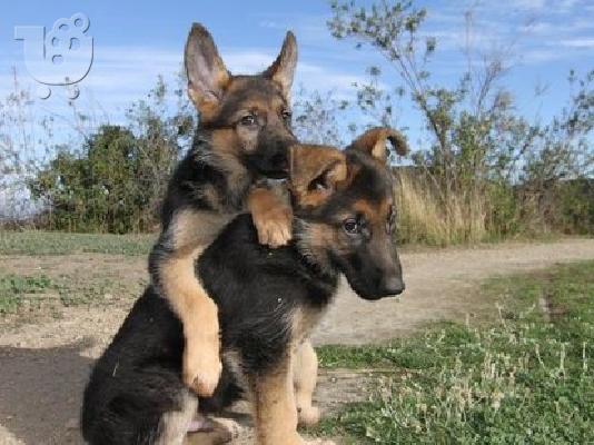 Όλα τα είδη κουτάβια προς πώληση πολύ φτηνά με χαρτιά Κόλι...