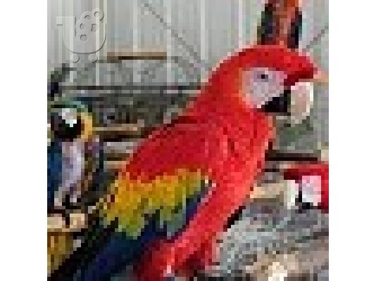 PoulaTo: Scarlet μακώ παπαγάλος για € 200