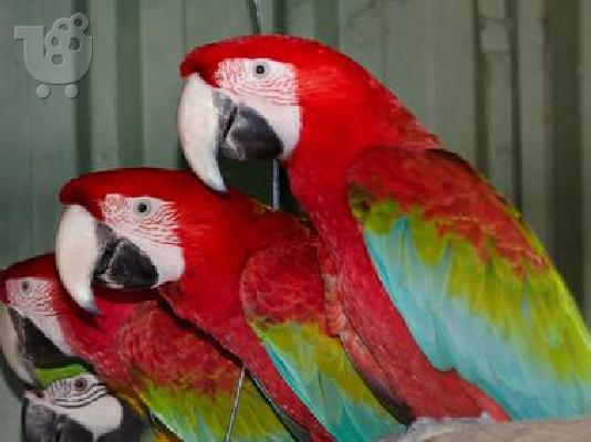 PoulaTo: scarlet παπαγάλος macaw για 200 ευρώ
