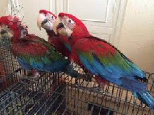 PoulaTo: Scarlet παπαγάλος macaw