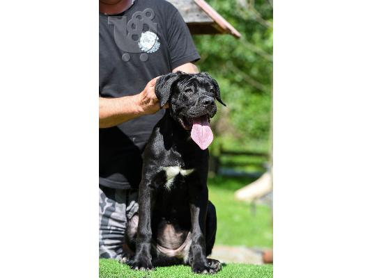 Cane Corso θηλυκό κουτάβι