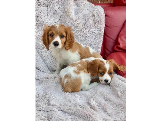 PoulaTo: Κουτάβια Cavalier king Charles