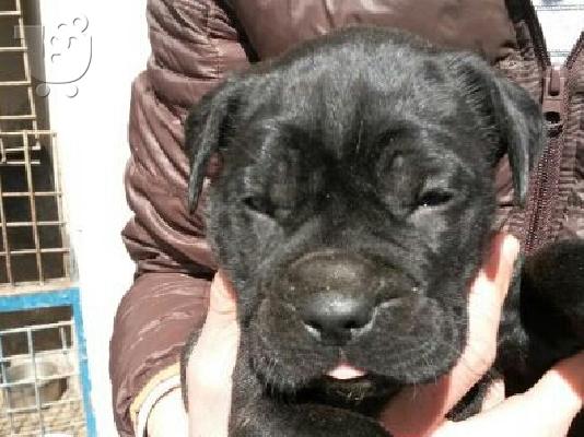 CANE CORSO