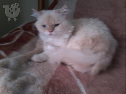 Poulao ta oraiotera Ragdoll
