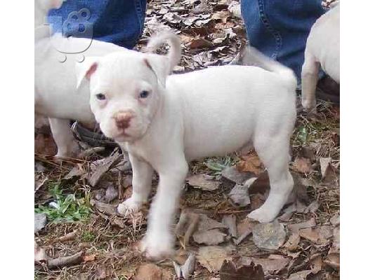 Κουταβάκια PIT BULL ΠΙΤ ΜΠΟΥΛ ........299 — Ηλιούπολη 