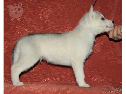 Siberian Xaski