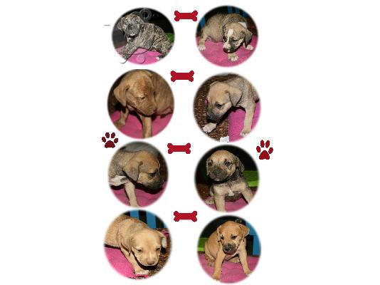ΠΩΛΟΥΝΤΑΙ ΓΝΗΣΙΑ PIT BULL
