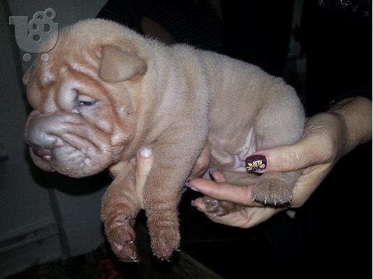 pwleitai sharpei katharoaimo