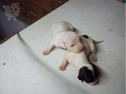 AMERICAN PIT BULL