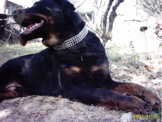 PoulaTo: Πωλούνται rottweiler (ευκαιρία) Ροτβάιλερ