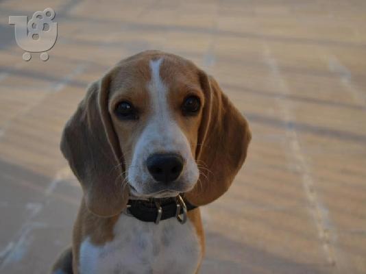 Πώληση Καθαρόαιμο Beagle