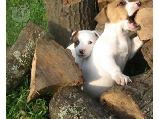 JACK RUSSEL