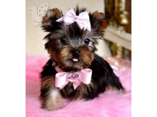 Yorkshire terrier super pocket, Αττική (€ 120.00 )