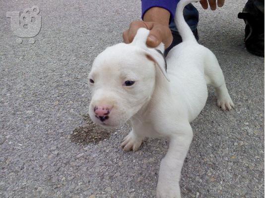 PoulaTo: pitbull 6 εβδομαδων