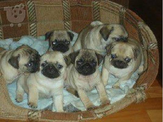 Pug-Πάγκ