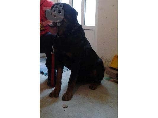 PoulaTo: rottweiler