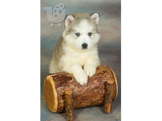 husky-ΔΩΡΟ ΧΡΙΣΤΟΥΓΕΝΝΩΝ
