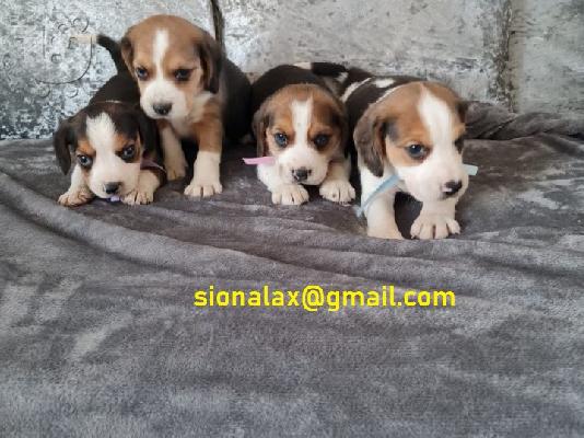 PoulaTo: Κουτάβια Beagles Έτοιμα τώρα
