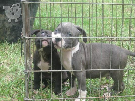 PoulaTo: Αρσενικό και θηλυκό κουτάβι Pitbull