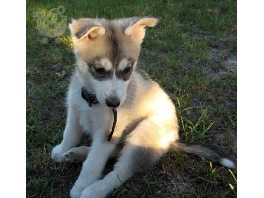 ALASKAN PUPPY MALAMUTE ΓΙΑ ΥΙΟΘΕΤΗΣΗ
