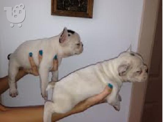 PoulaTo: french bulldog  θηλυκα