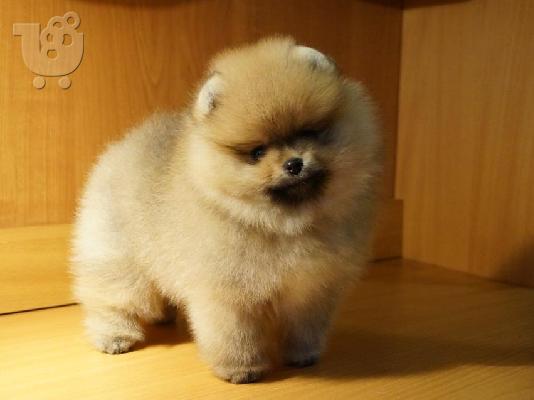 pomeranian toy