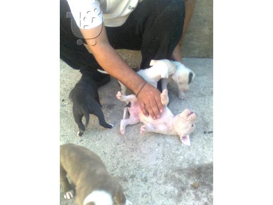 ΑΜΕΡΙΚΑΝΙΚA PITBULL RED NOSE