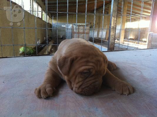 πωλειται θυλικο μαστιφ κουταβι- dogue de bordeaux