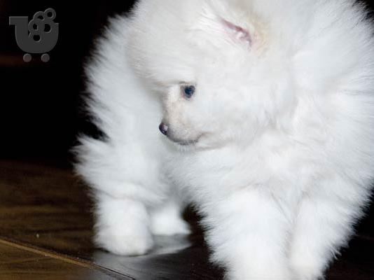 pomeranian