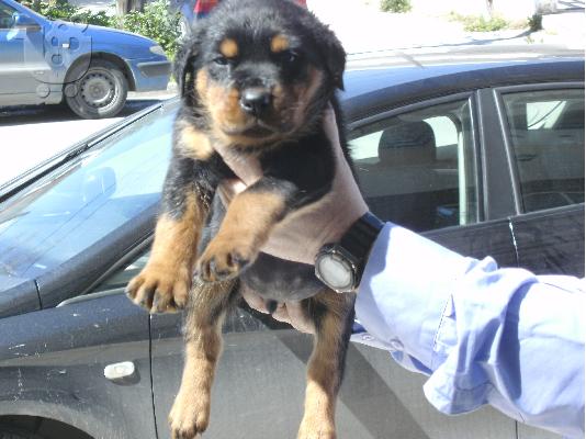 rottweiler