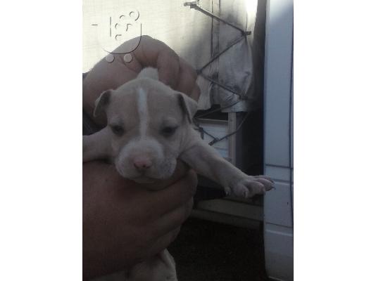 pitbull