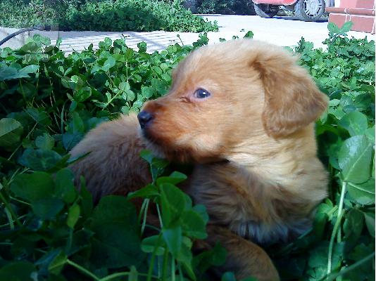 χαριζετε ημιαιμο labrador Λαμπραντόρ Λαμπραντόρ Λαμπραντόρ...