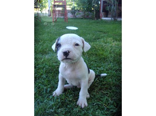 ΠΩΛΟΥΝΤΑΙ ΚΑΘΑΡΟΑΙΜΑ ΚΟΥΤΑΒΙΑ PITBULL