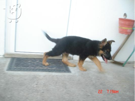 GERMAN SHEPHERD