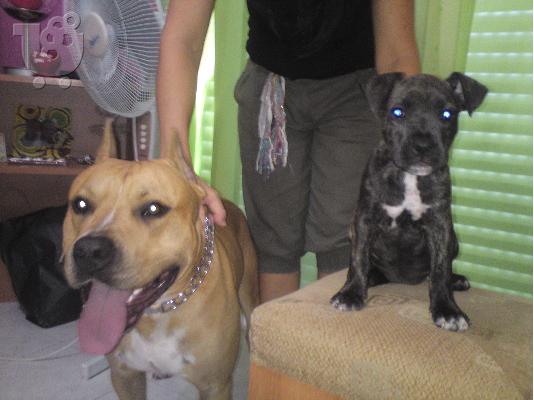 Πωλείται american staffordshire terrier στη ρόδο