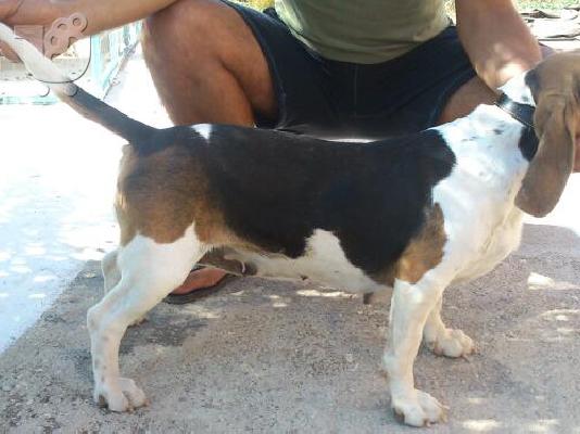 ΠΩΛΕΙΤΕ BEAGLE ΚΑΘΑΡΟΑΙΜΗ ΜΑΘΗΜΕΝΗ ΣΤΟ ΛΑΓΟ