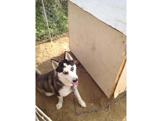 pwleitai husky