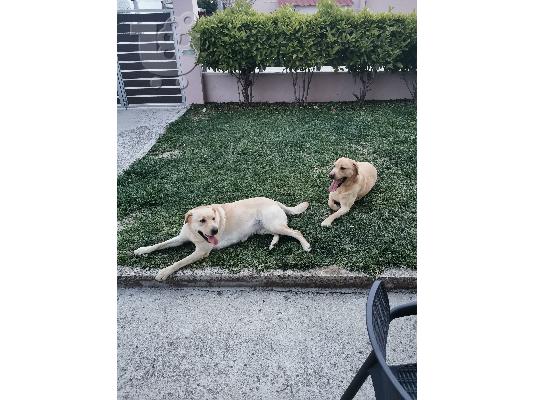 Aρσενικά κουτάβια labrador retriever