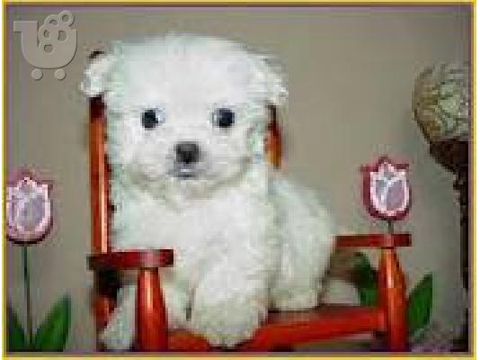 Mini Maltese-Μαλτέζου κουτάβι