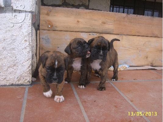 boxer