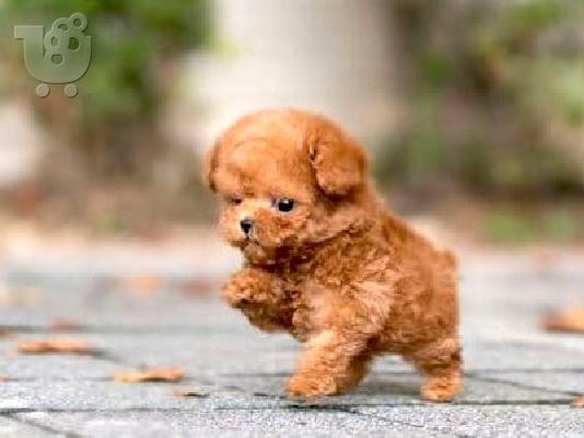 Καθαρόαιμα κουτάβια Toy Poodle
