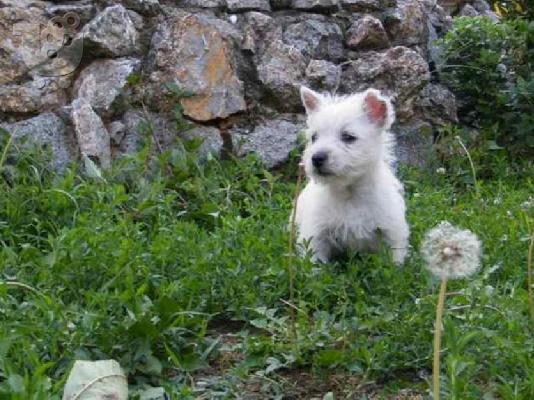 WEST HIGHLAND TERRIER