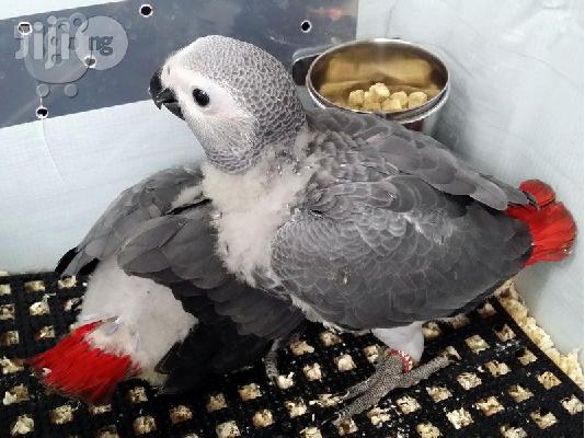 PoulaTo: babies congo african grey parrot for 150€