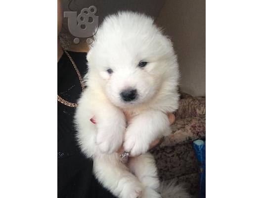 Όμορφα υγιή Samoyed κουτάβια