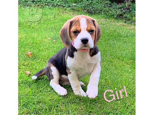 Όμορφα κουτάβια Beagle για καλό σπίτι