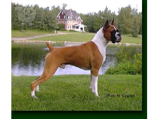 Boxer