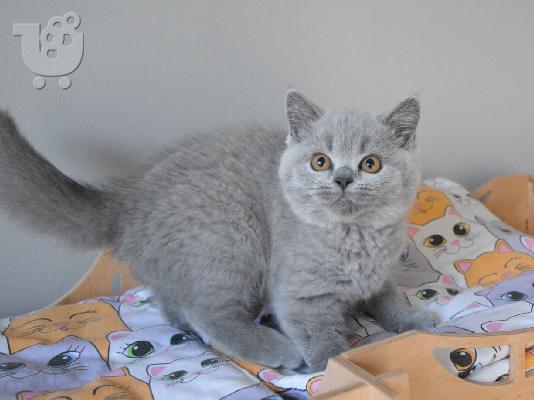 Μπλε Βρετανοί γατάκια μικρής διάρκειας