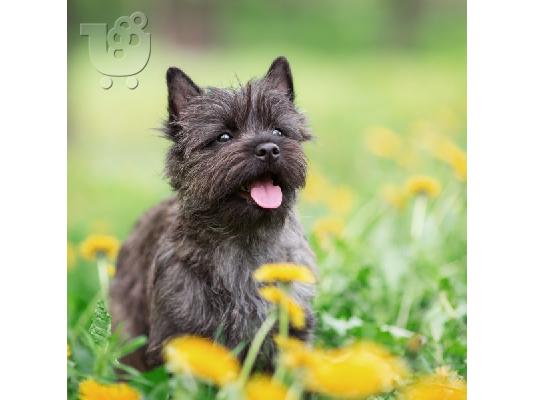 Ποιοτικά, εγγεγραμμένα κουτάβια Cairn terrier